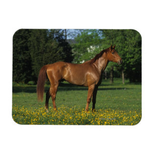 Thoroughbred-Pferd in den Blumen Magnet
