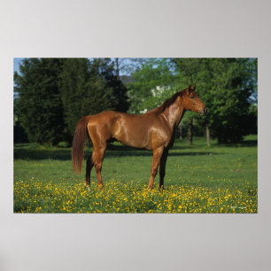 Thoroughbred-Pferd in den Blumen Poster