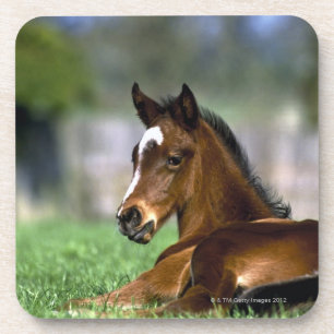 Thoroughbred-Pferd, Irland Getränkeuntersetzer
