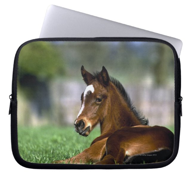 Thoroughbred-Pferd | Irland Laptopschutzhülle (Vorderseite)