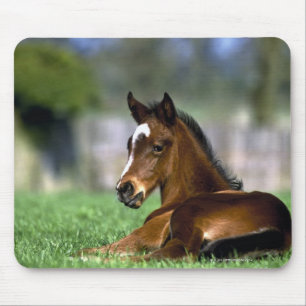 Thoroughbred-Pferd, Irland Mousepad