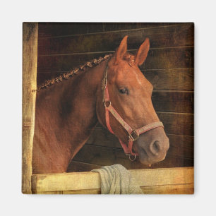 Thoroughbred-Pferd Magnet