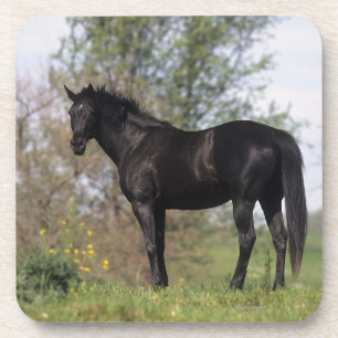 Thoroughbred-Pferd stehend Getränkeuntersetzer
