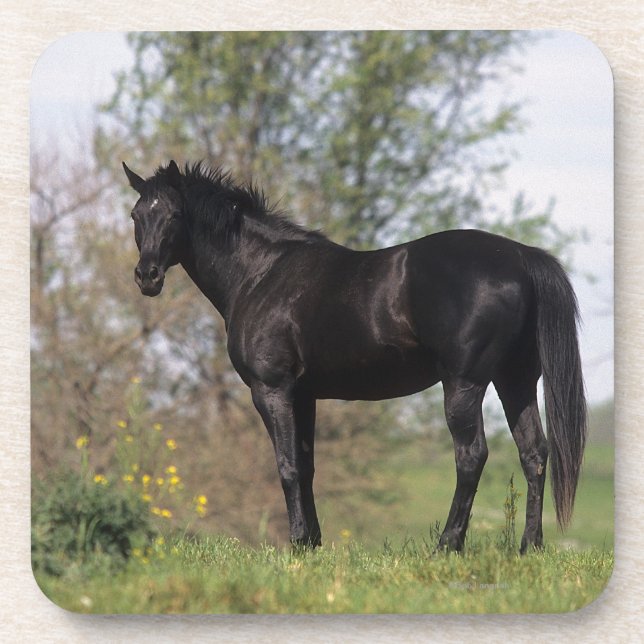 Thoroughbred-Pferd stehend Getränkeuntersetzer (Vorderseite)