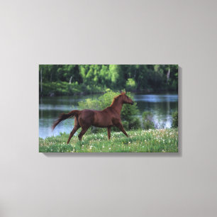 Thoroughbred-Pferd stehend in den Blumen Leinwanddruck
