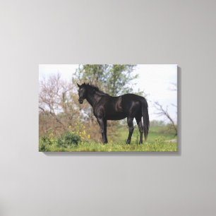 Thoroughbred-Pferd stehend Leinwanddruck