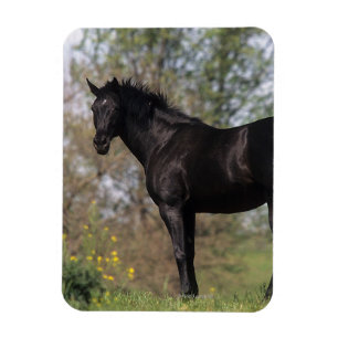 Thoroughbred-Pferd stehend Magnet