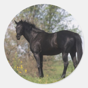 Thoroughbred-Pferd stehend Runder Aufkleber