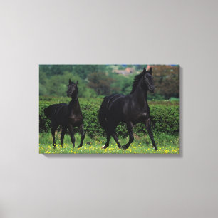 Thoroughbred-Pferde auf dem Blumen-Gebiet Leinwanddruck