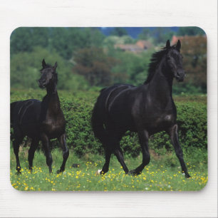 Thoroughbred-Pferde auf dem Blumen-Gebiet Mousepad