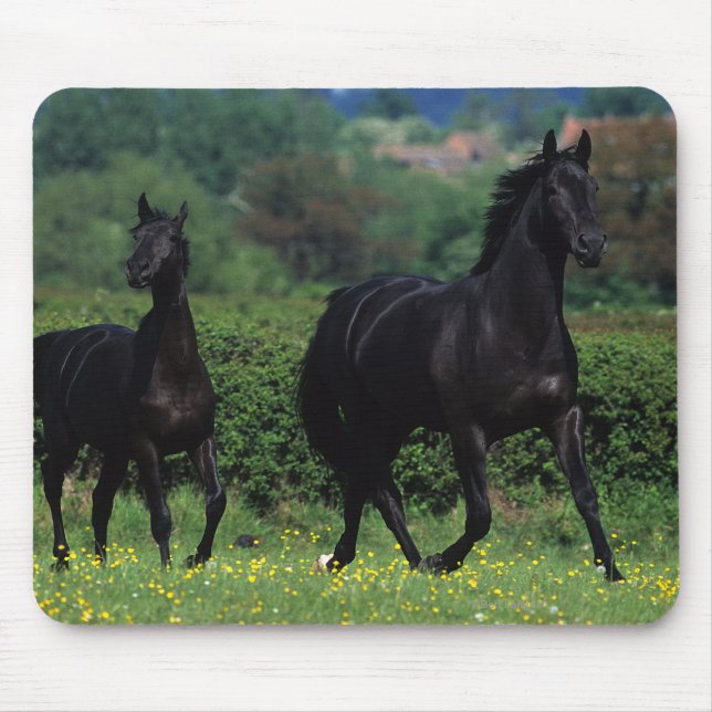 Thoroughbred-Pferde auf dem Blumen-Gebiet Mousepad (Vorne)