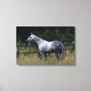 Thoroughbred-Pferdebereitstehender Zaun Leinwanddruck