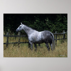Thoroughbred-Pferdebereitstehender Zaun Poster