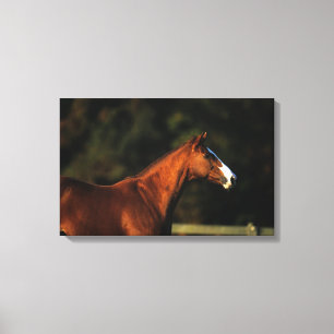 Thoroughbred-PferdeHeadshot Leinwanddruck