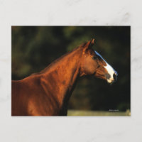 Thoroughbred-PferdeHeadshot