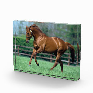 Thoroughbred Stallion, Irland Fotoblock