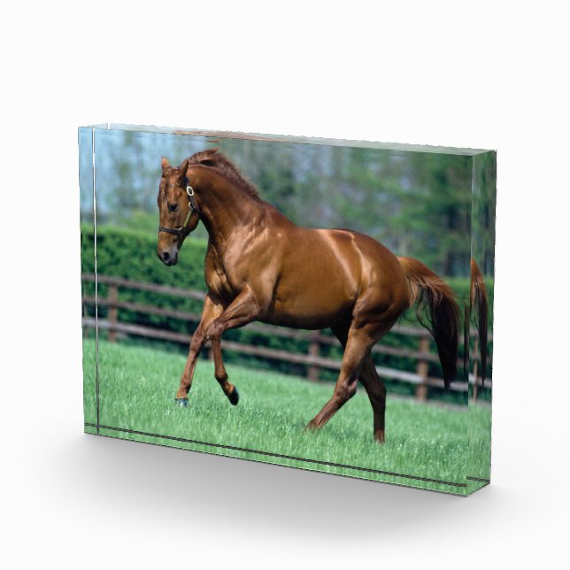 Thoroughbred Stallion, Irland Fotoblock (Rechts)