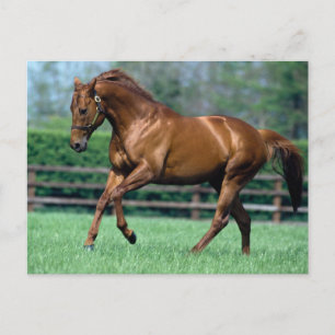 Thoroughbred Stallion, Irland Postkarte