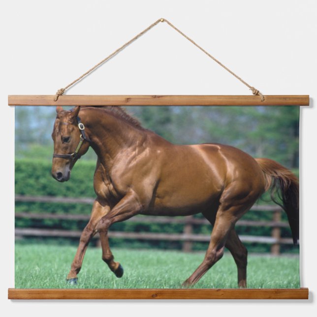 Thoroughbred Stallion, Irland Wandteppich Mit Holzrahmen (Vorne)