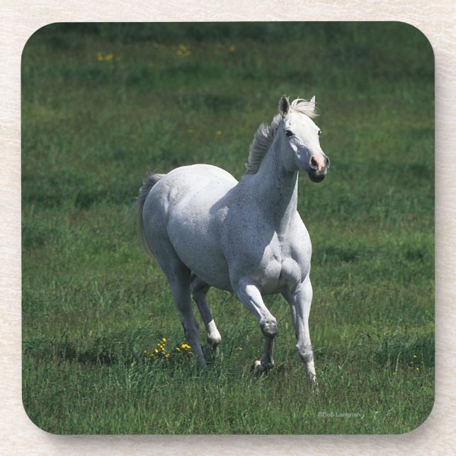 Thoroughbred-Stute Getränkeuntersetzer (Vorderseite)