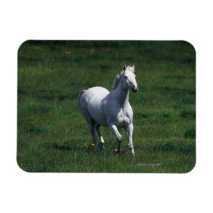 Thoroughbred-Stute Magnet