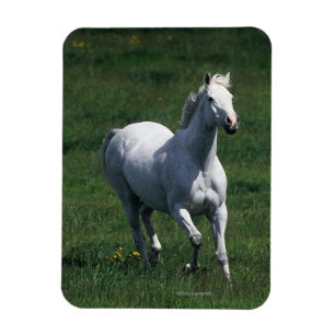 Thoroughbred-Stute Magnet
