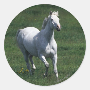 Thoroughbred-Stute Runder Aufkleber