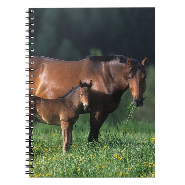 Thoroughbred-Stute u. Fohlen 1 Notizblock (Vorderseite)