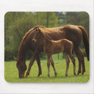 Thoroughbred-Stute u. Fohlen 2 Mousepad