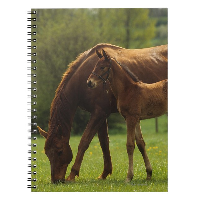 Thoroughbred-Stute u. Fohlen 2 Notizblock (Vorderseite)