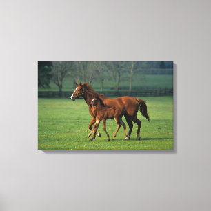 Thoroughbred-Stute u. Fohlen 3 Leinwanddruck