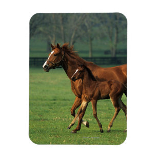 Thoroughbred-Stute u. Fohlen 3 Magnet