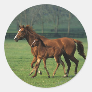 Thoroughbred-Stute u. Fohlen 3 Runder Aufkleber