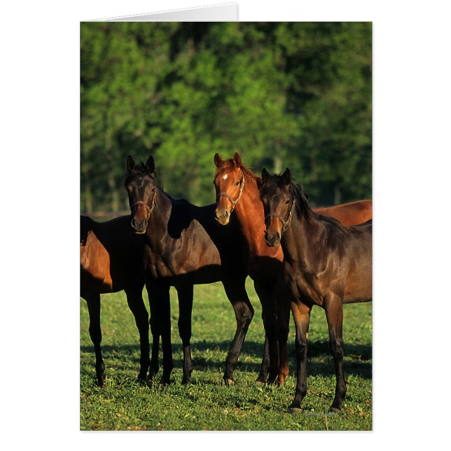 Thoroughbred Yearlings (Vorne)
