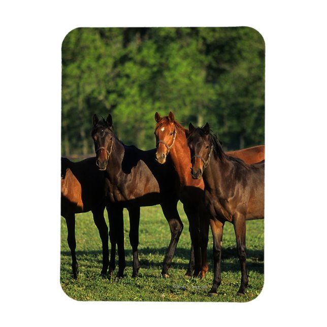 Thoroughbred Yearlings Magnet (Vertikal)