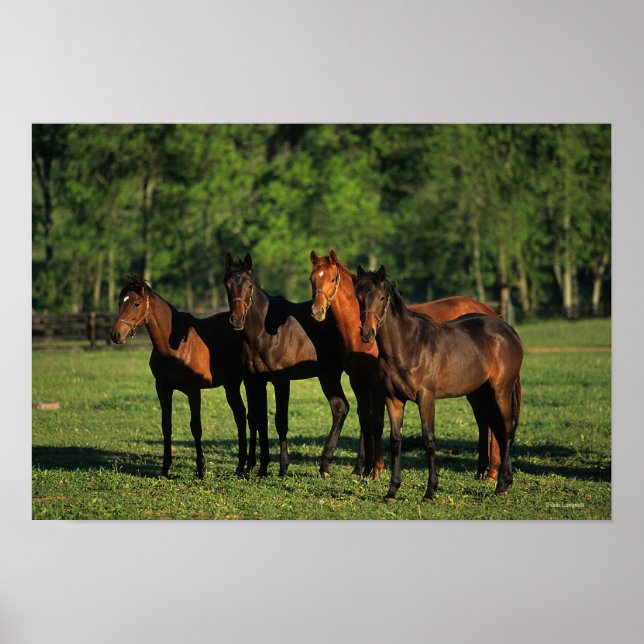 Thoroughbred Yearlings Poster (Vorne)