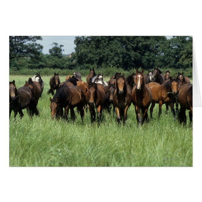 Thoroughbred Youngsters (Devant horizontal)