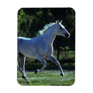 Thoroughbredstallions-Betrieb Magnet