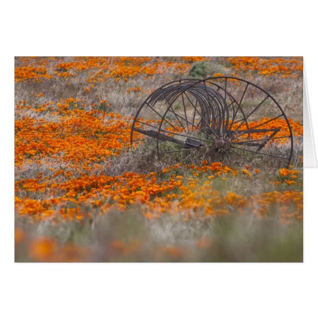 Thrasher auf dem Gebiet der Mohnblumen (Vorderseite (Horizontal))