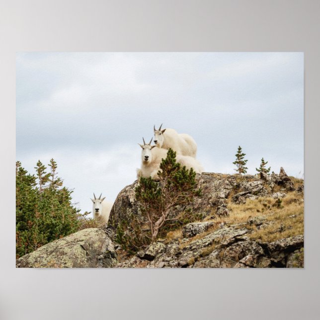 Three Ami-Goats // Colorado Wildlife Poster (Vorne)