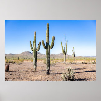 Three Amigo Saguaros Poster