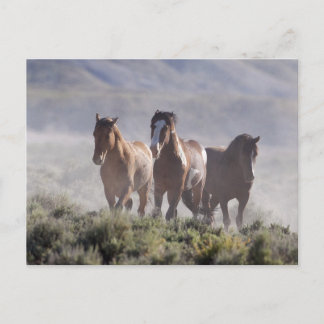 Three Amigos Postkarte