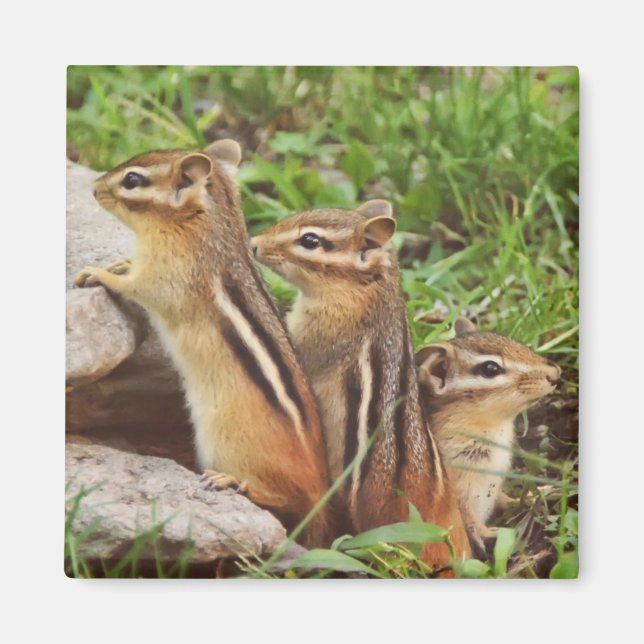 Three Baby Chipmunks Magnet (Vorne)