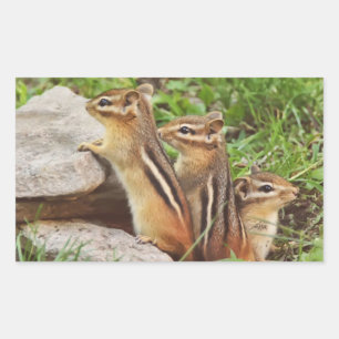 Three Baby Chipmunks Rechteckiger Aufkleber