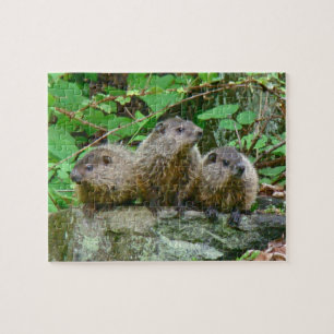 Three Baby Groundhogs
