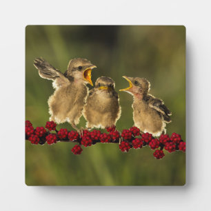 Three Baby Lanius Schach Birds Fotoplatte