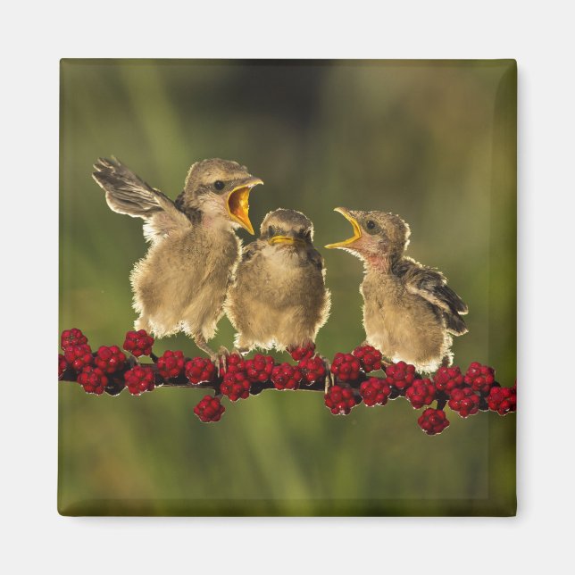 Three Baby Lanius Schach Birds Magnet (Vorne)
