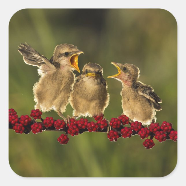Three Baby Lanius Schach Birds Quadratischer Aufkleber (Vorderseite)