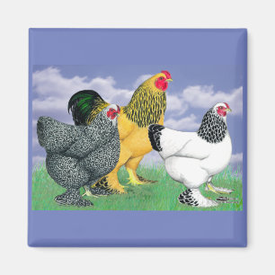 Three Brahmas Magnet