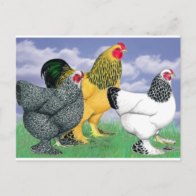 Three Brahmas Postkarte (Vorderseite)